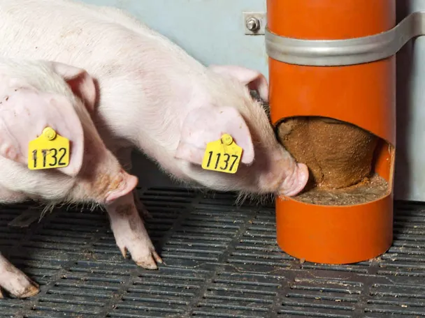 Ferkel mit SCHAUMANN SIXPIG Ferkel mit SCHAUMANN SIXPIG