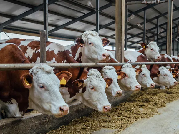 Fleckvieh am Futtertisch Fleckvieh am Futtertisch
