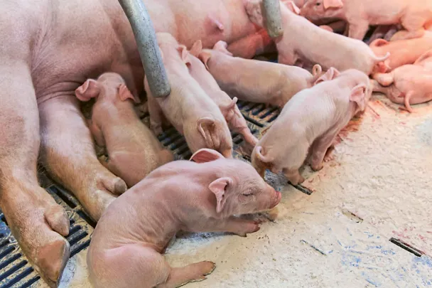 Sau mit Ferkeln Sau mit Ferkeln