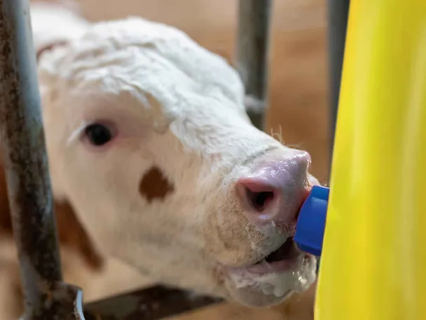 Kalb beim Trinken Kalb beim Trinken