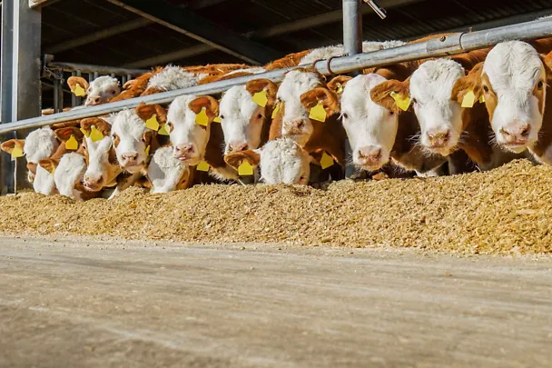 Bullen am Futtertisch