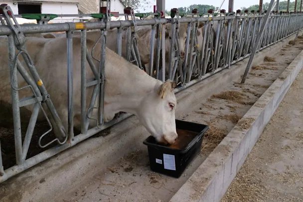 szarvasmarha nyalótál