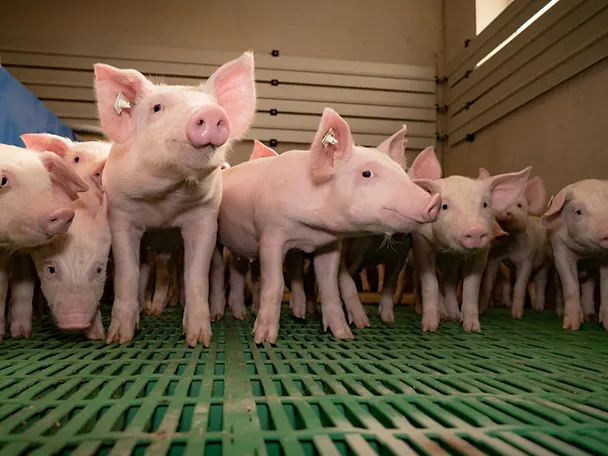 Eine Gruppe Ferkel im Stall
